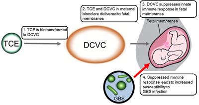 Toxicant Disruption of Immune Defenses: Potential Implications for Fetal Membranes and Pregnancy